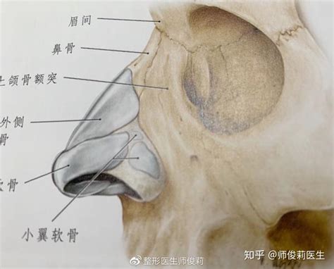 鼻部骨性结构 知乎