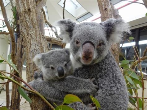 埼玉県こども動物自然公園 東松山市公式ホームページ