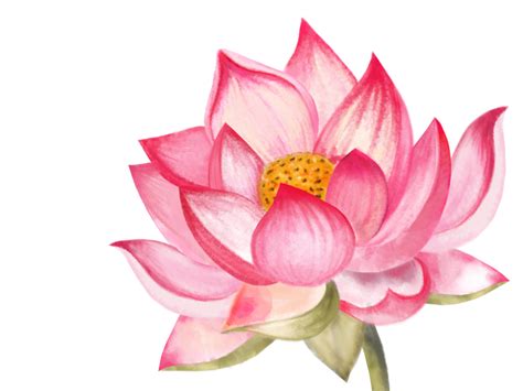 The India National Flower! by Ankita on Dribbble