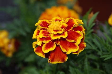 Beautiful Facts About Marigolds Facts Net