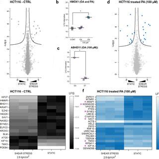 The Effect Of Oa And Pa On The Actin Cytoskeleton And Yap Expression