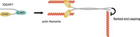 Figure From Iqgaps As Key Regulators Of Actin Cytoskeleton Dynamics