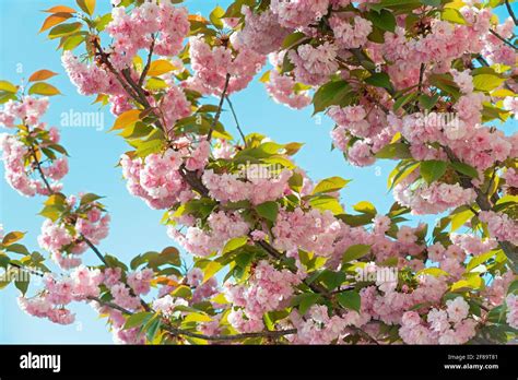 Feuilles de prunus serrulata Banque de photographies et dimages à