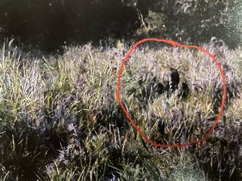 Sightings Of The Tasmanian Tiger