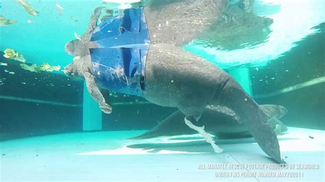 SeaWorld Rescue, Manatees Return Home! - YouTube