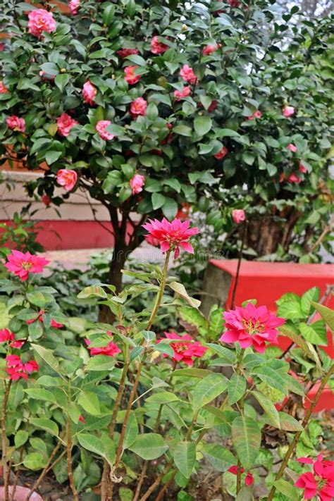 A Tree Of Pink Camelia Flowers Blooming Stock Image Image Of