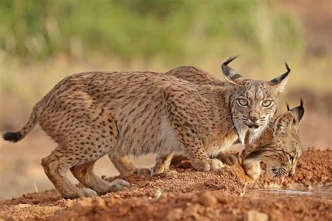 WWF España califica de hito histórico el paso del lince ibérico de