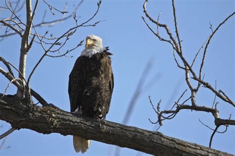 Raptors And Waterfowl Featured At Eagle Days Dec 7 8 At Loess Bluffs