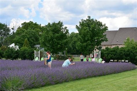 Visit Purple Rain Lavender Farm In Maryland This Summer