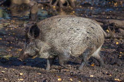 Premium Photo | Wild boar animal