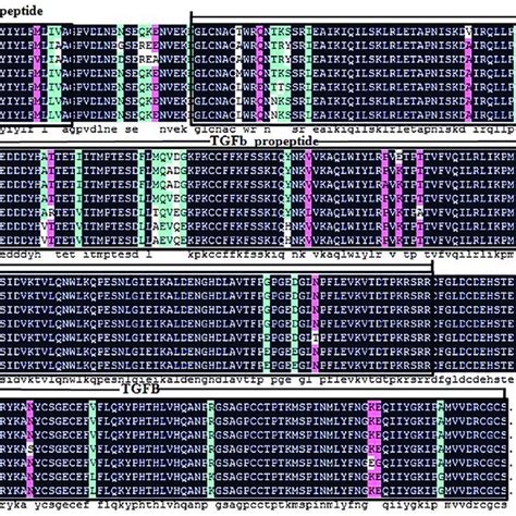 The Multiple Sequence Alignment Of Growth Differentiation Factor 8