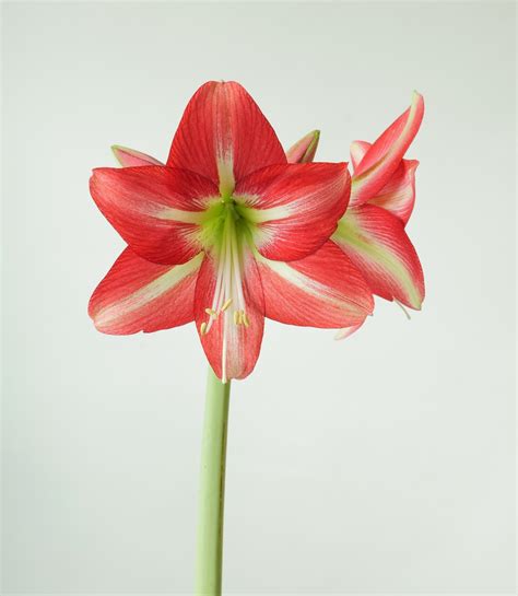 Your Online Amaryllis Hippeastrum Headquarters