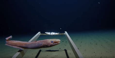 Expedition Performs Record Deep Dive Into Mariana Trench, Finds Plastic