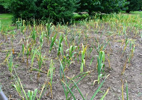 Harvesting the Season's Garlic - The Martha Stewart Blog