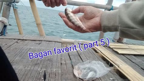 mancing  bagan mamung tanjungkait youtube