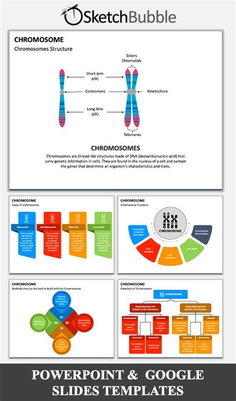 Chromosome Powerpoint Google Slides Microsoft Powerpoint