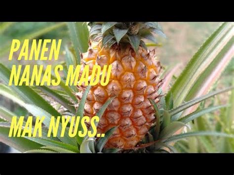 PANEN NANAS MADU MATANG POHON YouTube