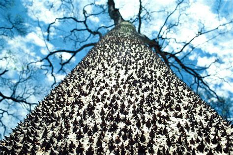 The Most Dangerous Trees In The World दुनिया के सबसे खतरनाक पेड़