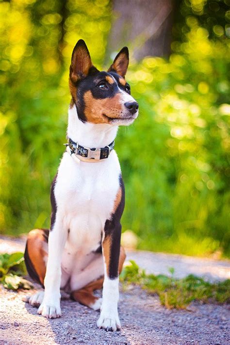 Rat Terrier Dog Breed Information Artofit