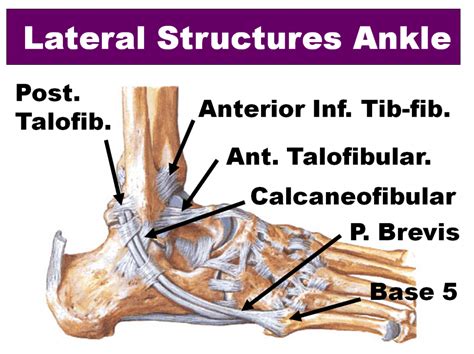 Ankle Sprains Northcote The Foot And Ankle Centre