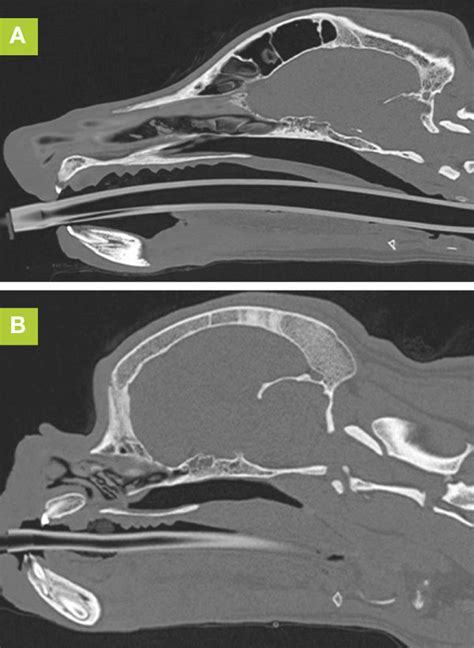 Brachycephalic Obstructive Airway Syndrome Boas Update Ndsr