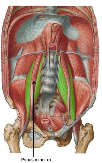 Diaphragm And Posterior Abdominal Wall Gross Anatomy Flashcards