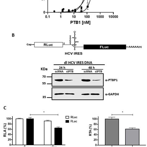 Hcv Ires Activity Is Stimulated In Huh Cells By Ptb And Ptb But