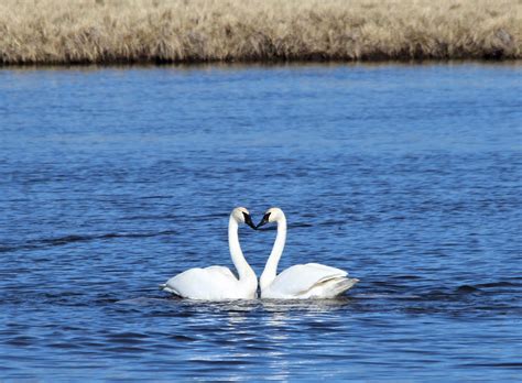 Swan Courtship | FWS.gov