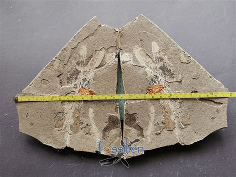 Rare Dragonfly Fossil Pair from Lower Cretaceous – Fossilien Company