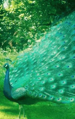 Peacock GIF - Peacock - Discover & Share GIFs