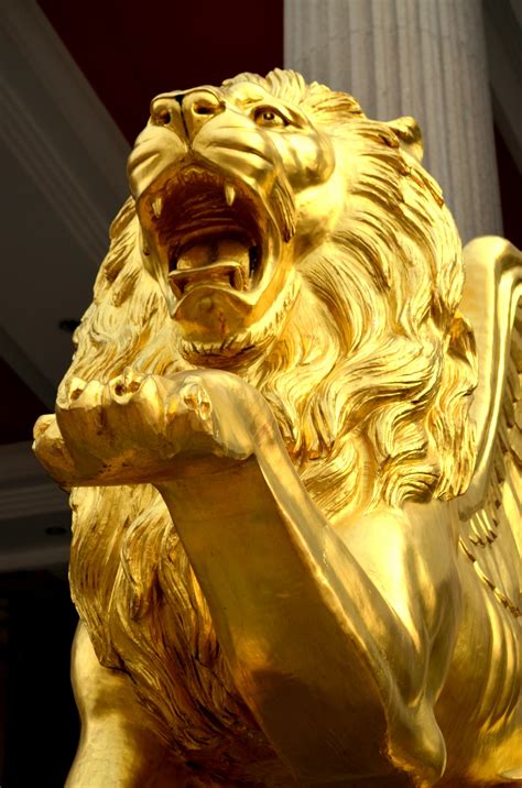 Golden Lion Free Stock Photo Public Domain Pictures