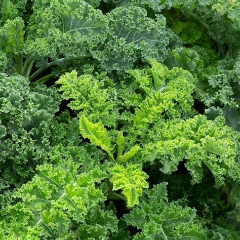 Premium Photo Fresh Green Lettuce Leaves Growth In Garden Close Up