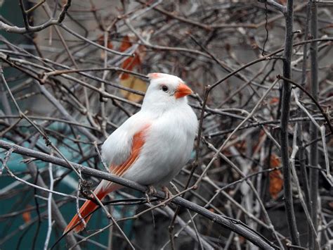 Leucistic Bird vs Albino Bird: Learn the Difference - Birds and Blooms