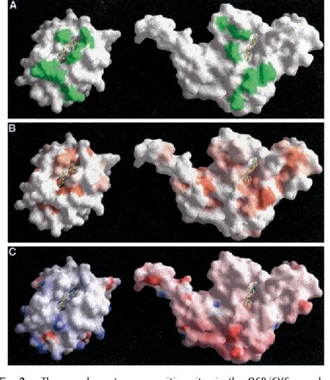 Figure 2 From Crystal Structure Of The Yeast Cytochrome Bc1 Complex