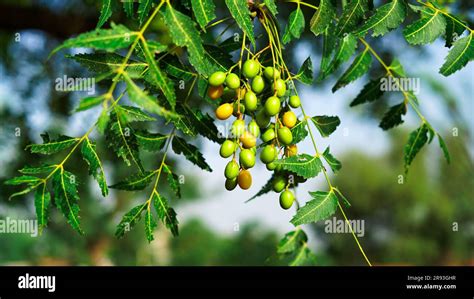 Fresh Leaves Of Neem Tree And Fruits Growing Natural Medicinal Closed