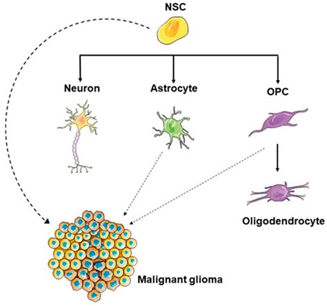 Life Free Full Text Neural Stem Cells As Potential Glioblastoma