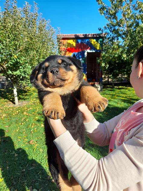 Pui rottweiler din părinți cu pedigree Cugir OLX ro