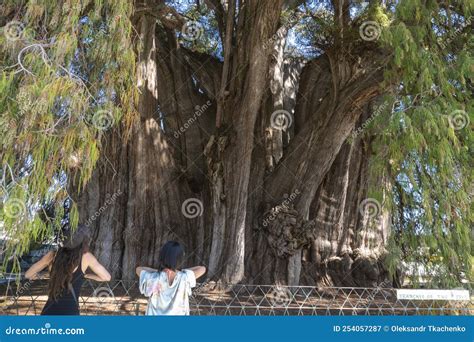 The Tule Tree From Santa Maria Del Tule Mexico The Biggest Tree In