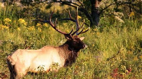 Kentucky Fish And Wildlife Opens Elk Quota Applications | WKDZ Radio