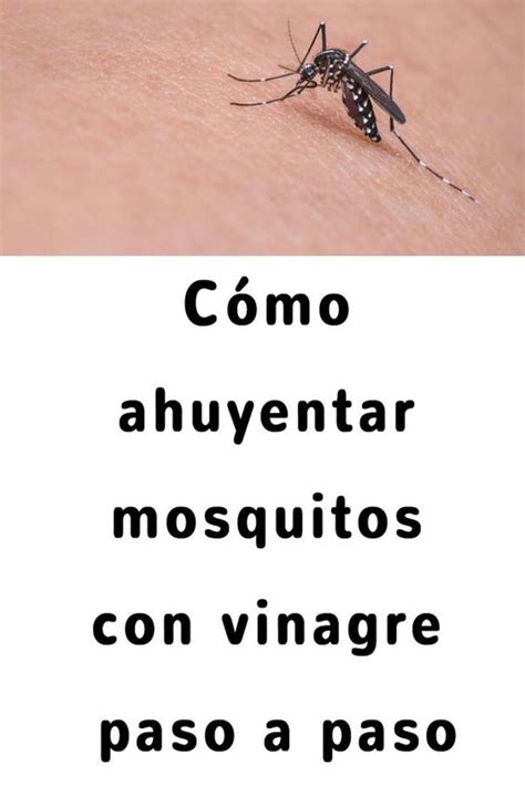 Trampa Casera Para Acabar Con Los Mosquitos En La Noche Coloque Esto En