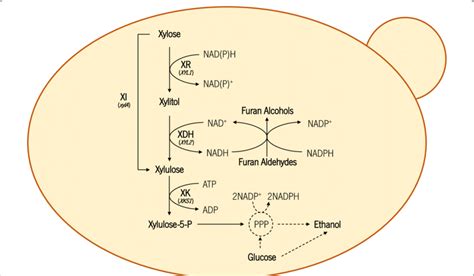 Schematic Representation Of Different Xylose Consuming Pathways Download Scientific Diagram