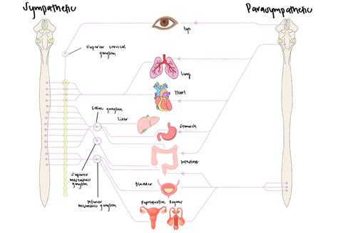 Autonomic Nervous System Dysfunction Concussion Alliance