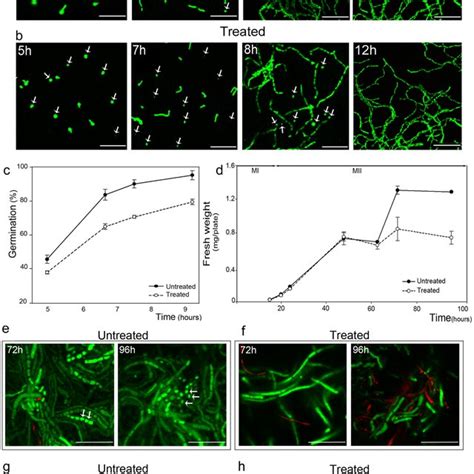 Effect Of 5 Aza Dc Treatment On S Coelicolor Morphological And Download Scientific Diagram