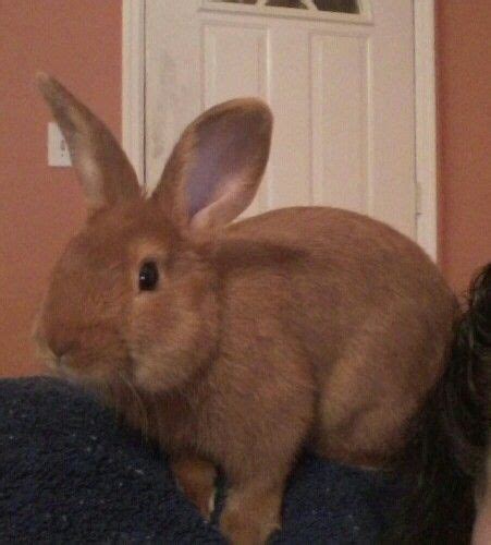 A Brown Rabbit Sitting On Top Of A Person S Lap Next To A Door