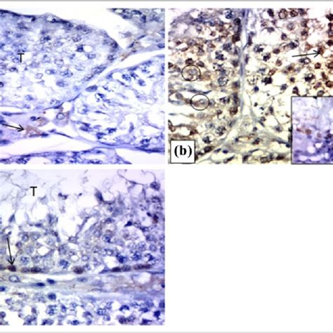 Photomicrographs Of Rat Testis Immunostained For Caspase 3 A Control