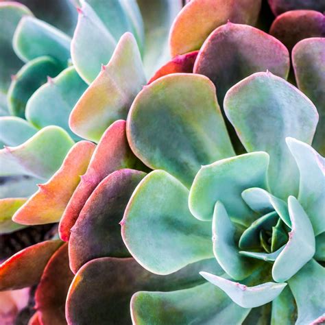 Colorful Succulent Plant Square Wall Art Patio Wall Art Patio Metal