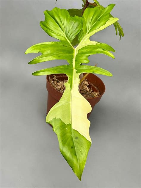 Philodendron Golden Dragon Variegated Albo