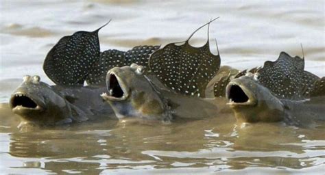 Mudskippers Are Amphibious Fish That Walk On Land Strange Sounds