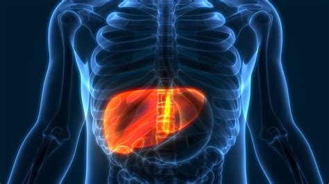 Human Liver Anatomy - Decisions in Dentistry