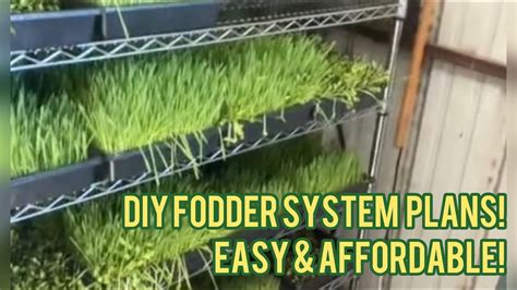 Easy Diy Fodder System Grows 60 80lbs Per Day Completely Automated [affordable And Efficient